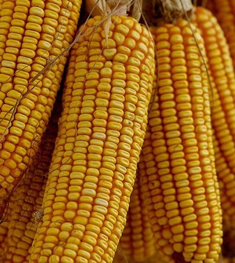 6种毒素致衰老如何彻底排毒(组图)-肠燥便秘,血