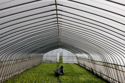 上海通过在路边开蔬菜直销店等措施稳定菜价-