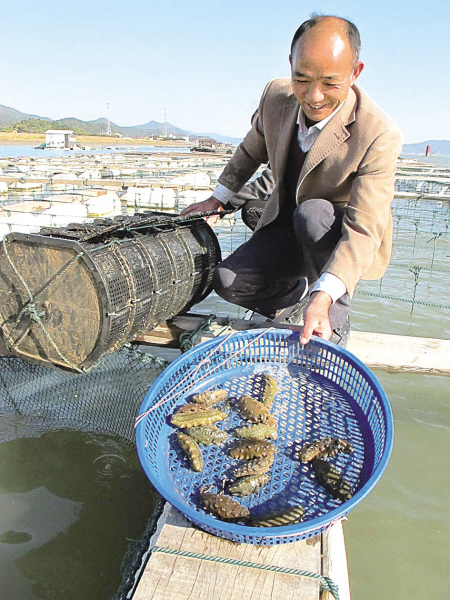象山人今年在东海成功养成了第一批海参 -海参