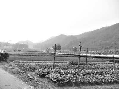 老村长阻止强征农地被打残废-三门县,表决书,林