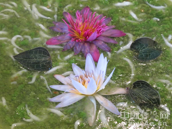 猜猜看 它是什么?(组图)-茭白笋,莲花仙子,山城