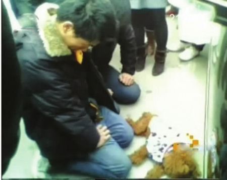 小伙撞死宠物<em>狗</em>被逼跪1小时(图)-狗主人,宠物狗