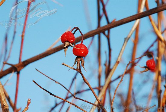 乡下的高句丽文明-高句丽王城,将军坟,国内城,