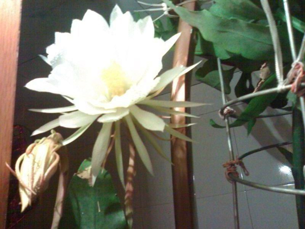 看,白天开放的昙花(图)