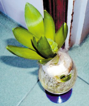 60后妈妈用葡萄酒杯种洋葱头-春色,洋葱头,种植