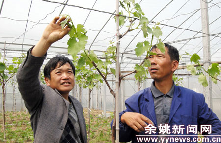 葡萄种植户技术辅导-葡萄,种植