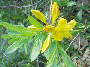 黄花杜鹃:花虽艳却有毒 外出踏青要注意