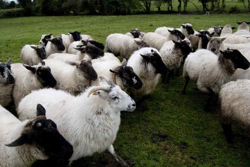 翡翠绿岛之旅 发现只属于你的爱尔兰(组图)-gr