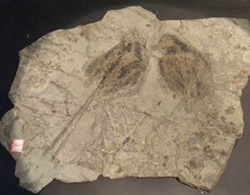 电子商务时代 草根品牌纷纷崛起逐鹿中原-电