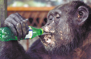 怕热动物降温:熊猫住空调房 黑猩猩喝雪碧 - 城市吧新闻