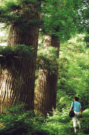 上个双休日天目山避暑游热了 带上温度计去实