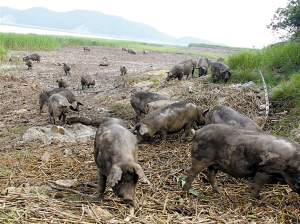 一无人海岛上 200头放养黑猪快乐成长-海岛,养猪