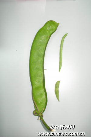 瞧!这个巨型豆荚