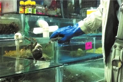 普通蟹套牌变阳澄湖大闸蟹 揭秘造假内幕-阳蟹