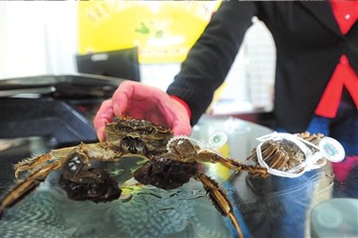 普通蟹套牌变阳澄湖大闸蟹 揭秘造假内幕-阳蟹