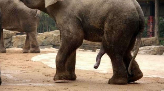 象交配现场(组图)