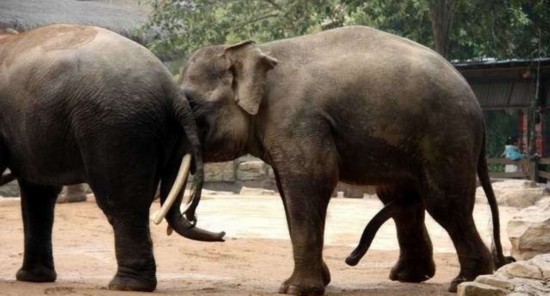 象交配现场(组图)