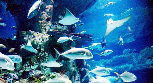 十大最佳好去处:风韵港口 香港-香港星光大道,