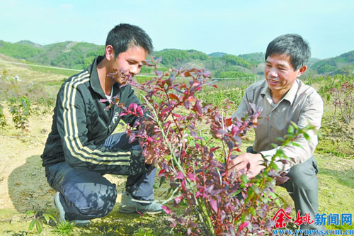 蓝莓种苗在大岚村试种-蓝莓,试种