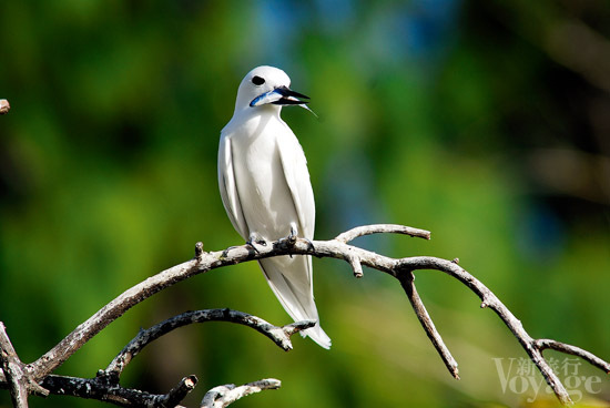 赤脚轻踏塞舌尔 印度洋上的宁静交响(组图)-塞