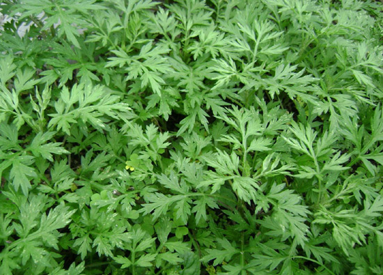 寻找春天的味道 元祖艾草青团清新登场--中国宁