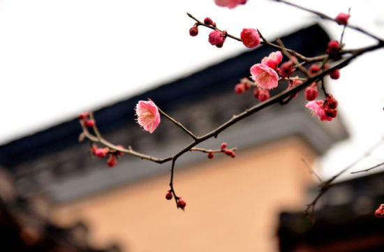 春游绍兴沈园 聆听陆游凄美的爱情故事(组图)-