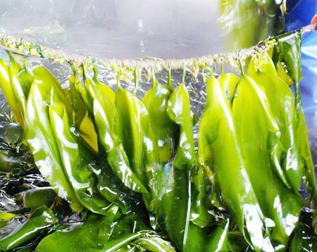 海带为何被称为长寿菜-软坚散结,小便不利,脾