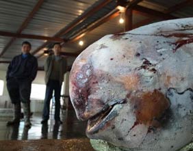 中石化加油站开增值税发票需要先办加油卡?-增