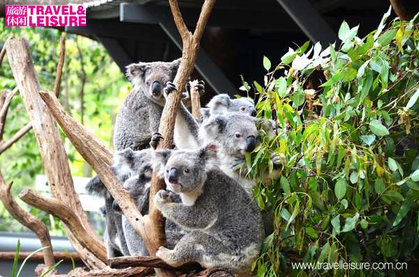 考拉是什么动物的名称 2601305_952521.jpg