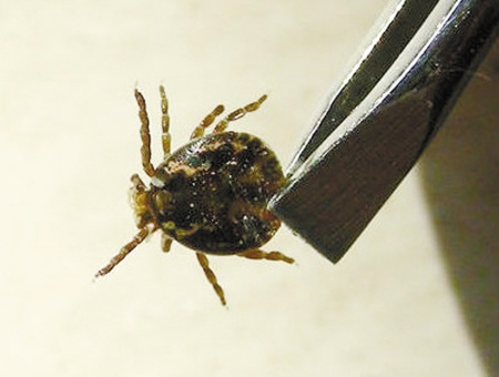 蜱虫