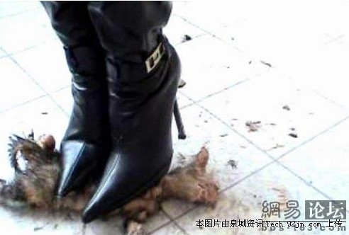 上海<em>虐猫女</em>周颖资料<em>照片</em>曝光 上海<em>虐猫女</em>触犯