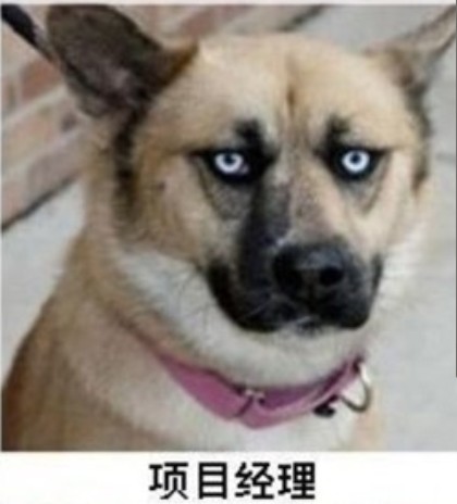 施工单位各类人员表情图 太形象了(组图)-人员