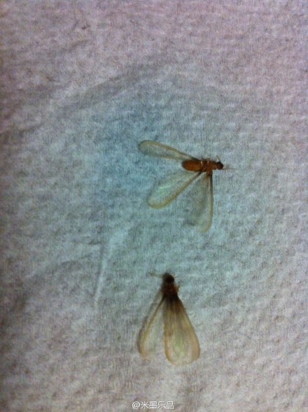 申城连日阴雨闷热引白蚁"大举入侵" -灭蚁,上海滩,家白蚁-中国宁波网-新闻中心