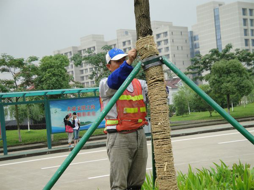 防御苏拉宁波园林养护提前加固城区景观树种