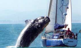 鲸鱼喷水的部位叫什么名字 2747153_991618.jpg