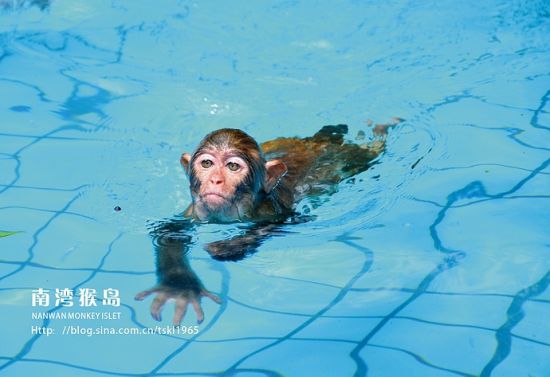 内必去的萌货聚集地-上里古镇,台湾猴,罗城古镇