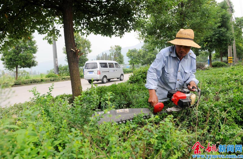 绿化带进行修剪管护-绿化带,修剪,小城镇,陆埠