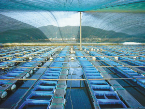 宁波农业科技发展迅速 培育农业新品500多个-科技,农业-中国宁波网-新闻中心