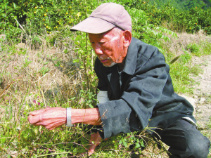 患者一来就上山采药 74岁蛇医治愈蛇伤患者近