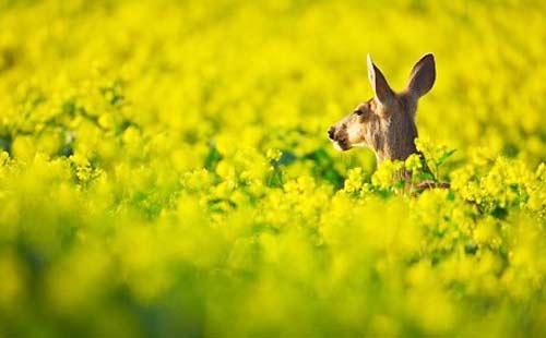 转角遇见美 加拿大超惊喜火车旅行-铁路线,太平