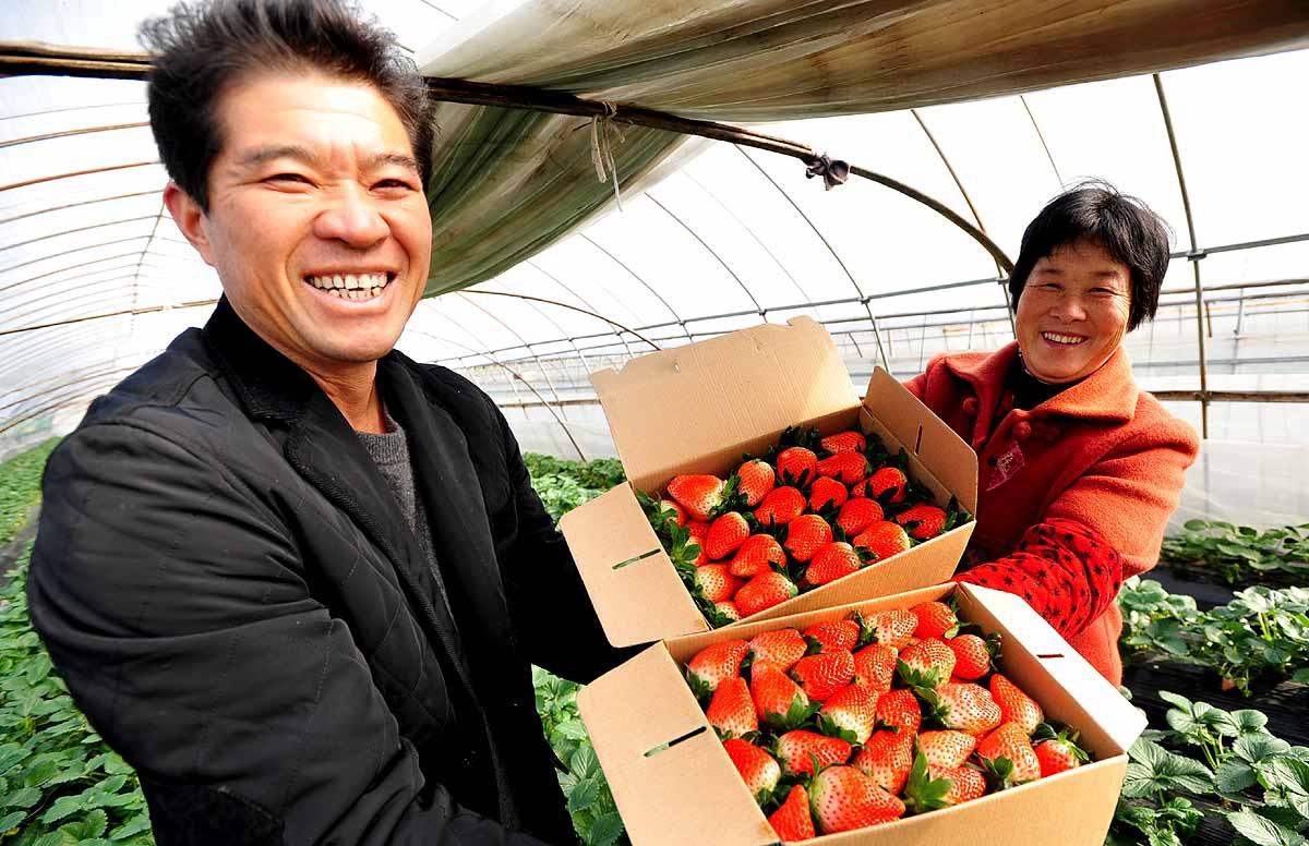 奉化:大棚草莓上市啦-大棚草莓,尚田镇