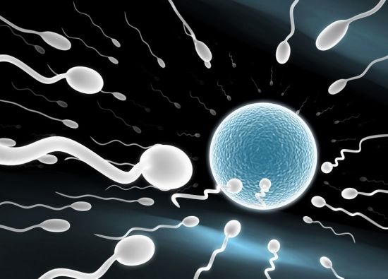 图解:精子怎样从睾丸游到<em>阴道</em>-液相混合,睾丸酮