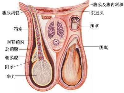 图解:精子怎样从睾丸游到<em>阴道</em>-液相混合,睾丸酮