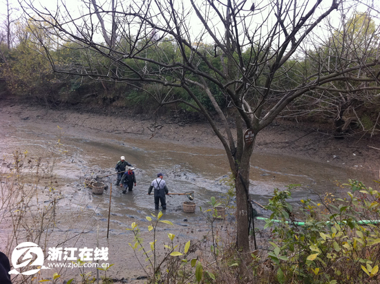 周末去杭州西溪湿地过干塘节 市民可以蹭塘