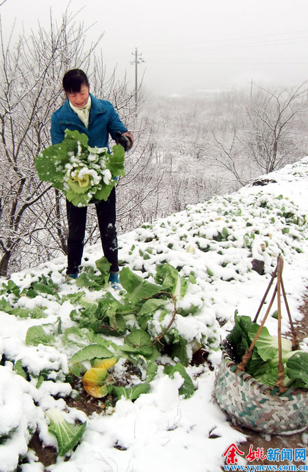 余姚四明山大岚积雪1-5厘米-四明山,积雪