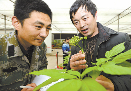 天宫庄园成功引种东北野山参-天宫,庄园,东北,