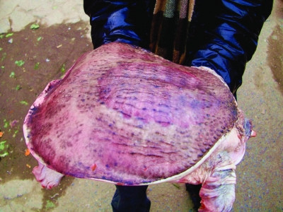 南京居民捡到一织甲鱼 体茹盆大浑身粉红色(图