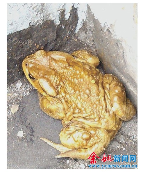 余姚一网友拍到金色蛤蟆引发"金蟾蜍"猜想-金黄色,蟾蜍,余姚-中国宁波