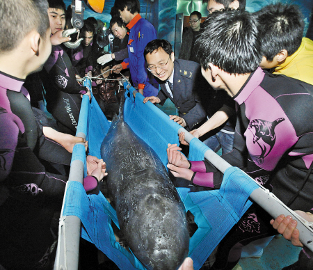花鲸运抵宁波海洋世界-灰海豚,图片新闻,背鳍,