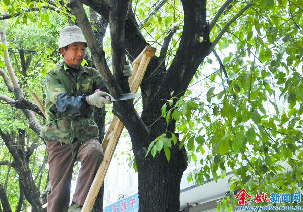 初春修枝忙-街道,行道树,去除,叉枝,多余